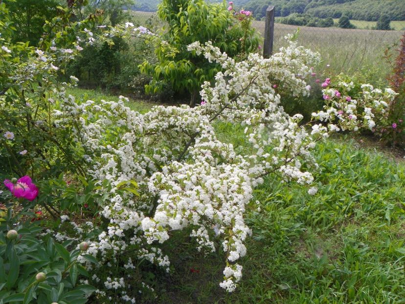 pyracantha Soleil d'Or - Dobarland 2019 2