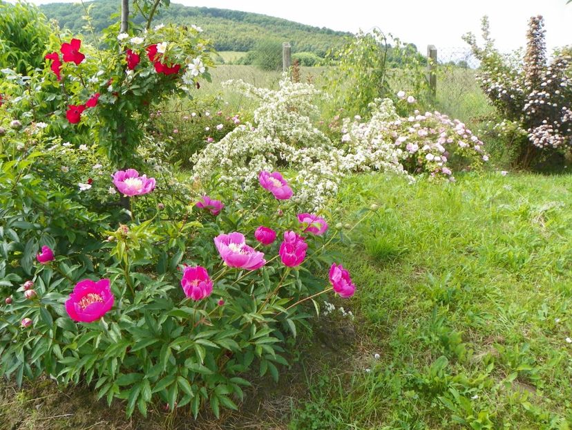 paeonia Largo - Dobarland 2019 2