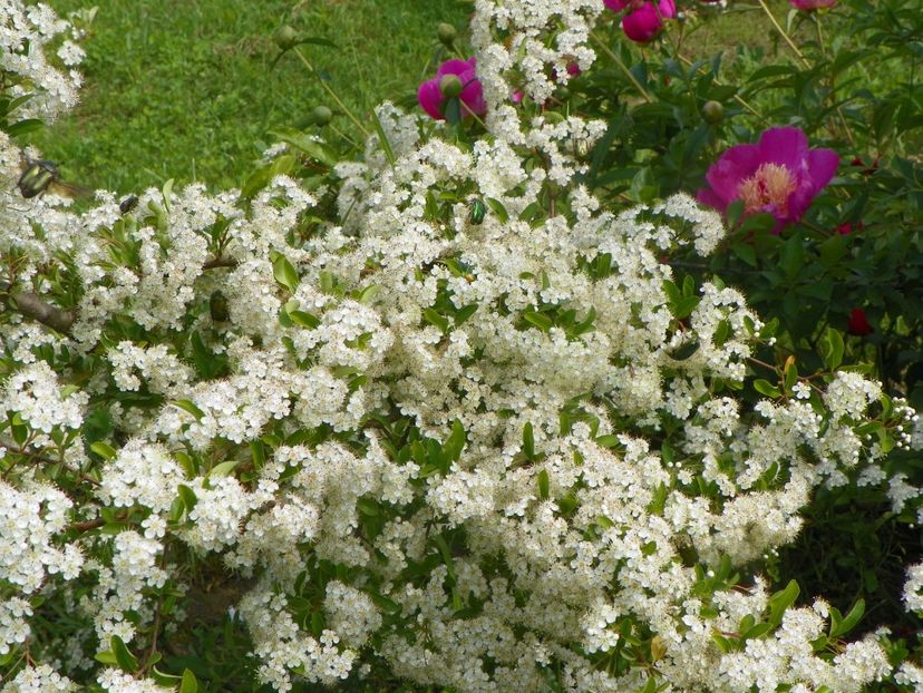 pyracantha Soleil d'Or - Dobarland 2019 2