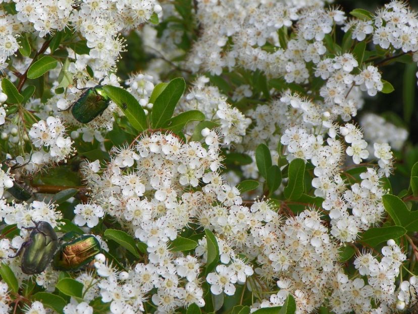 pyracantha Soleil d'Or - Dobarland 2019 2