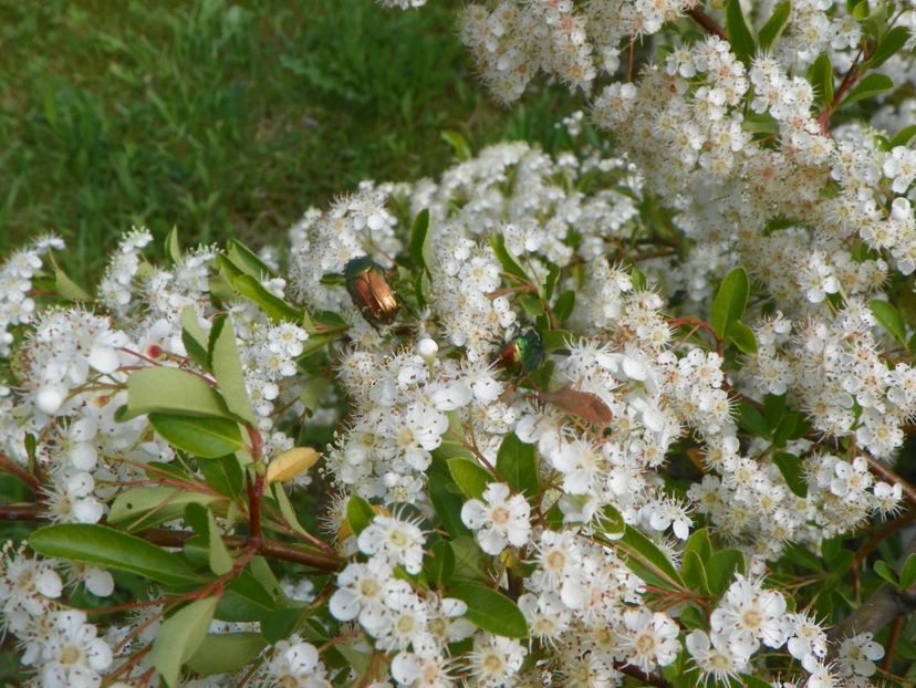 pyracantha Soleil d'Or - Dobarland 2019 2