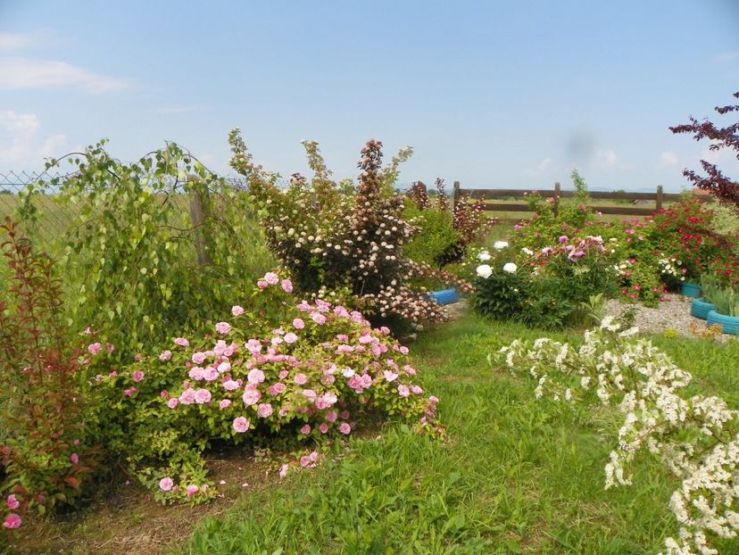 8 iun (348) - Dobarland 2019 2