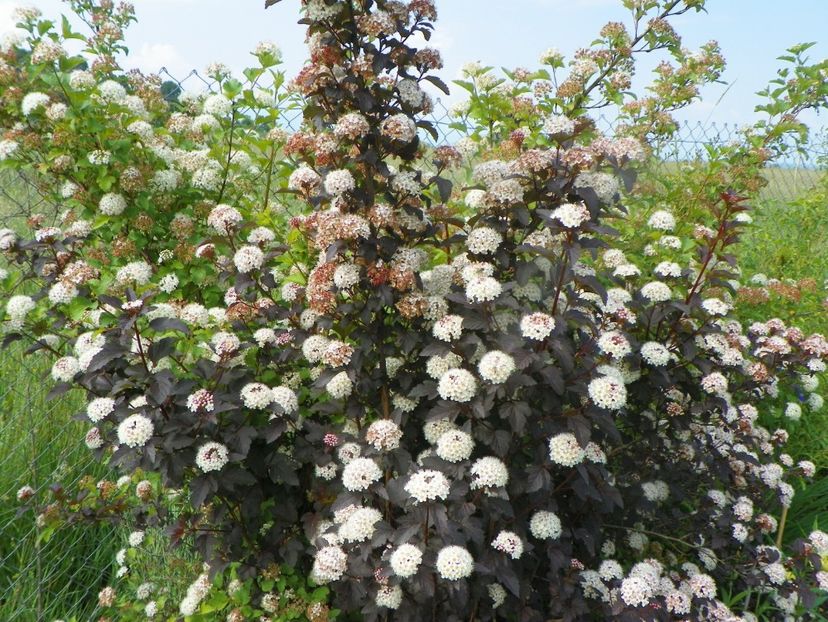 physocarpus Diabolo 2 in 1 - Dobarland 2019 2