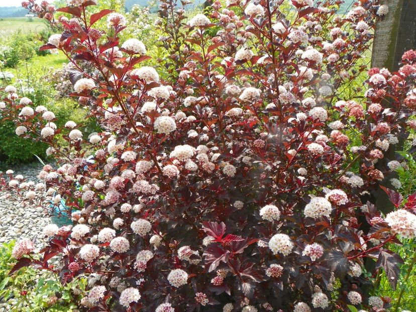 physocarpus Andre - Dobarland 2019 2