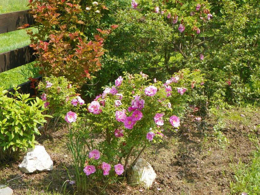 Jens Munk, physocarpus Amber Jubilee - Dobarland 2019 2