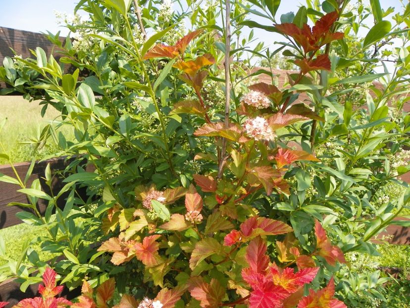 physocarpus Amber Jubilee - Dobarland 2019 2