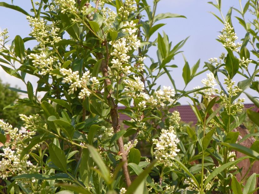 ligustrum vulgare - Dobarland 2019 2