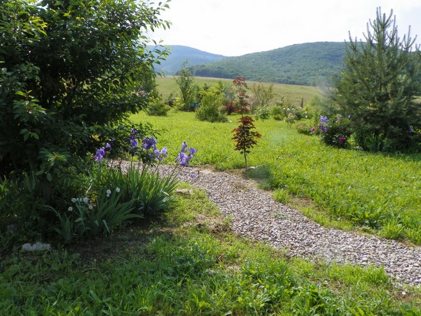 8 iun (421) - Dobarland 2019 2