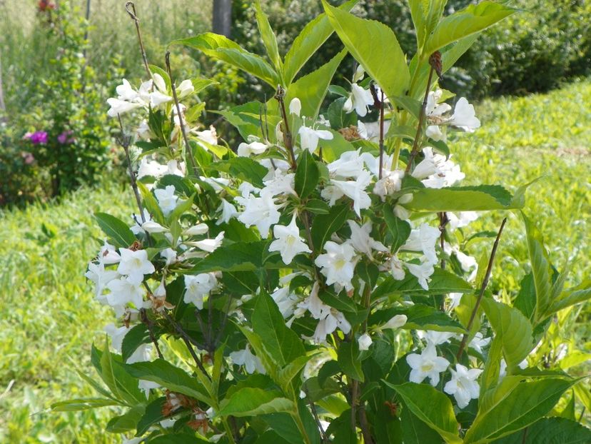 weigela candida - Dobarland 2019 2
