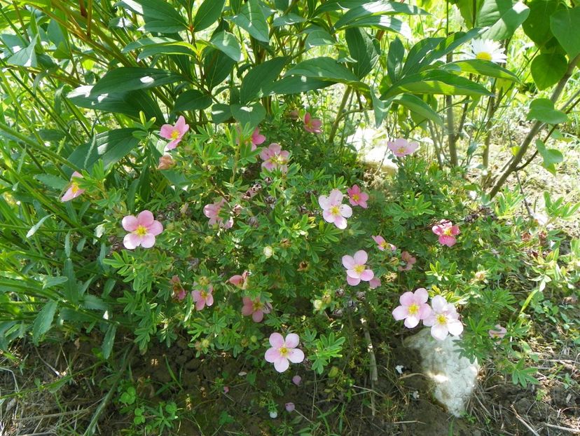 potentilla Pink Beauty - Dobarland 2019 2