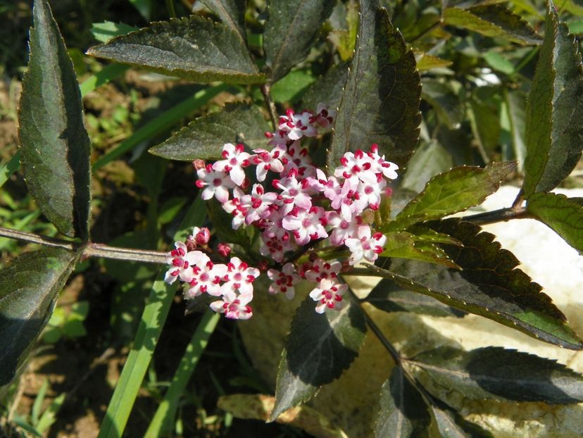 sambucus Black Beauty - Dobarland 2019 2