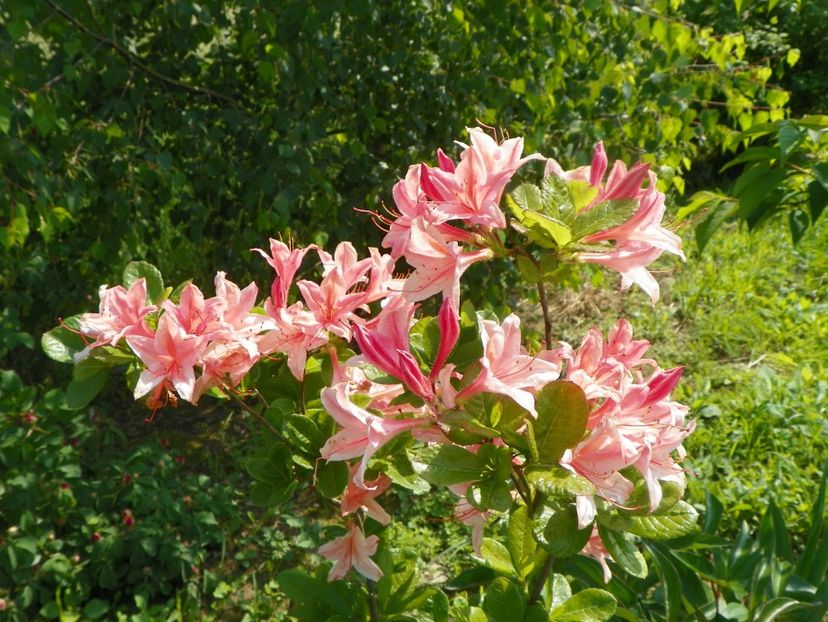 azalee primita in loc de Homebush - Dobarland 2019 2