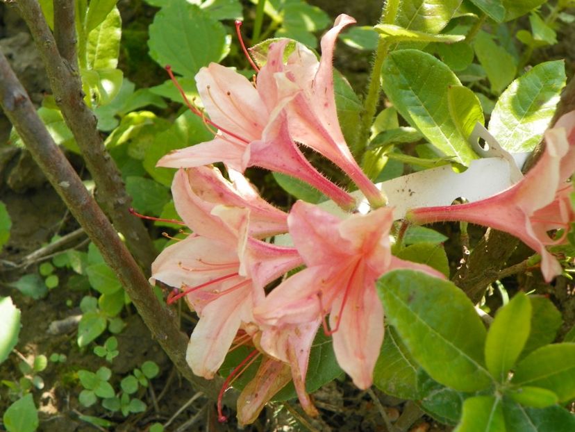 ar putea fi tot Chanel - Dobarland 2019 2