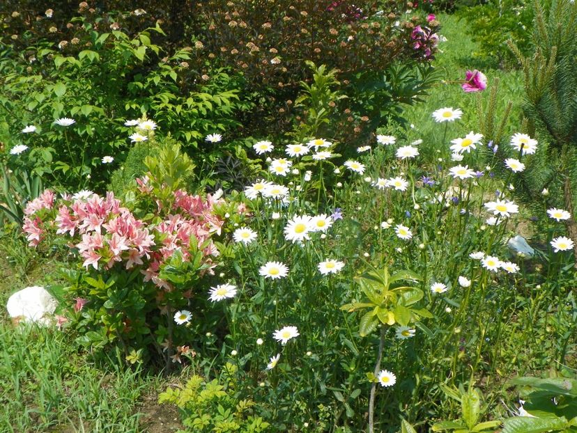 azalea Chanel - Dobarland 2019 2