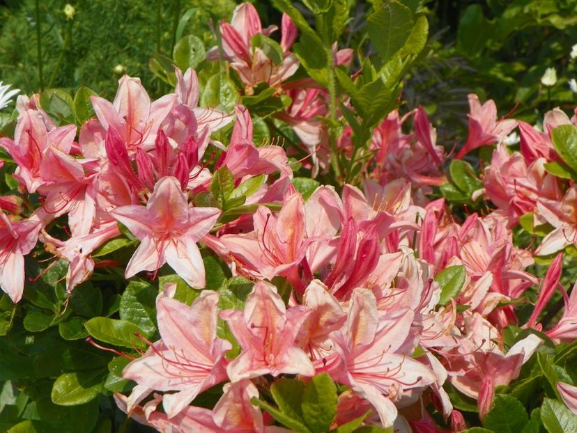 azalea Chanel - Dobarland 2019 2