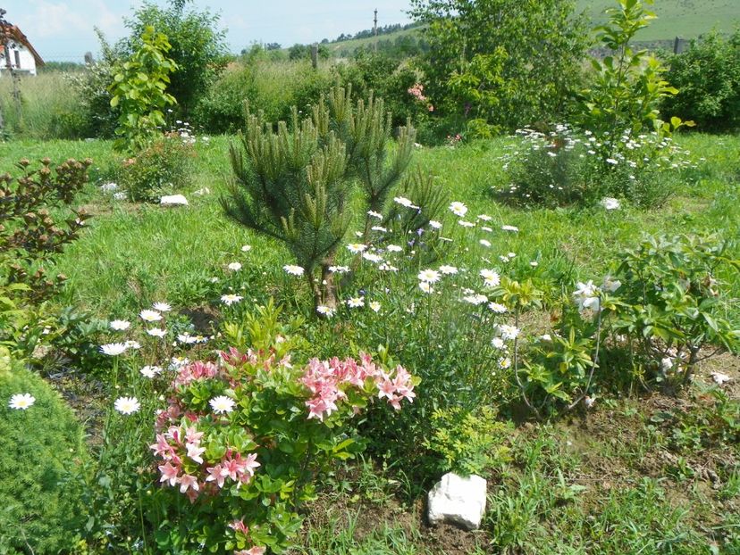 azalea Chanel - Dobarland 2019 2