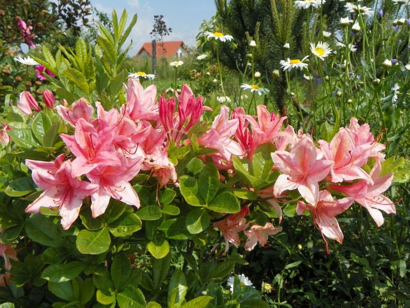 azalea Chanel - Dobarland 2019 2