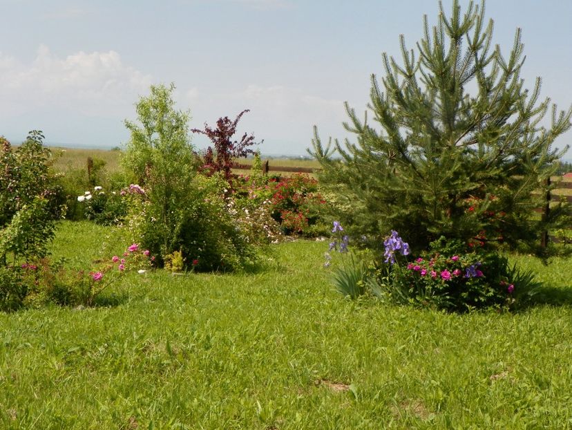 8 iun (488) - Dobarland 2019 2