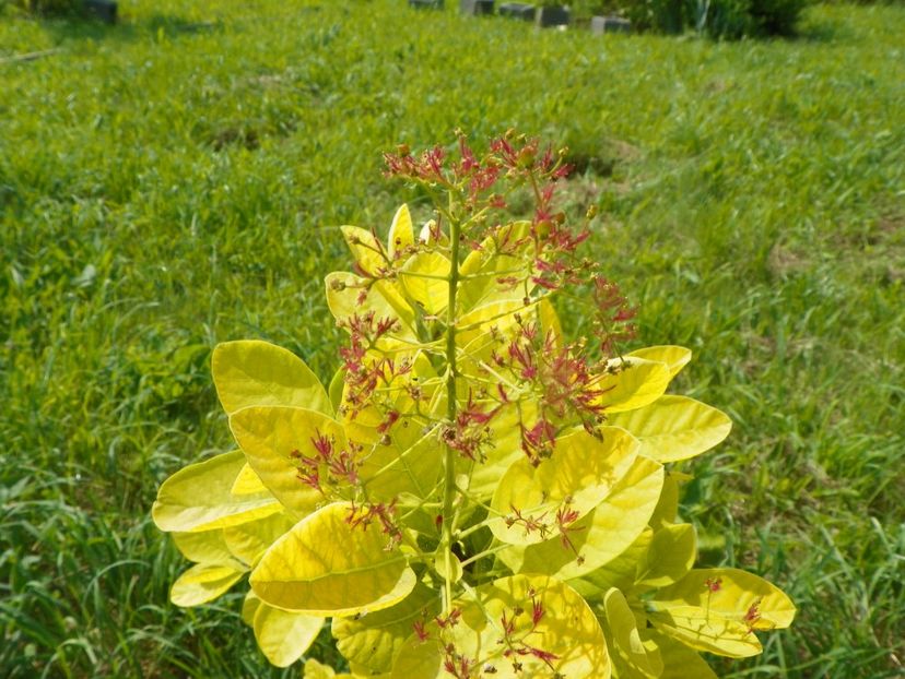 cotinus cogg. Golden Spirit - Dobarland 2019 2