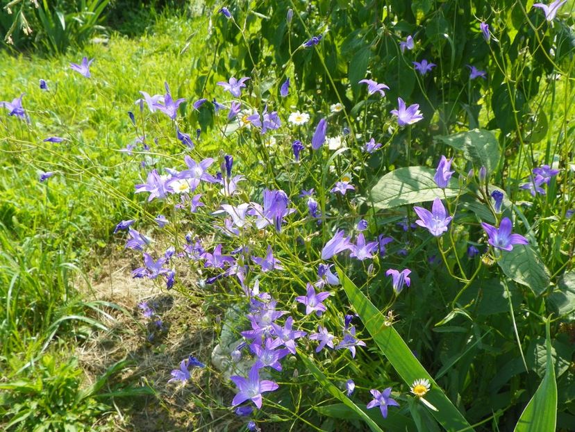 campanula patula - Dobarland 2019 2