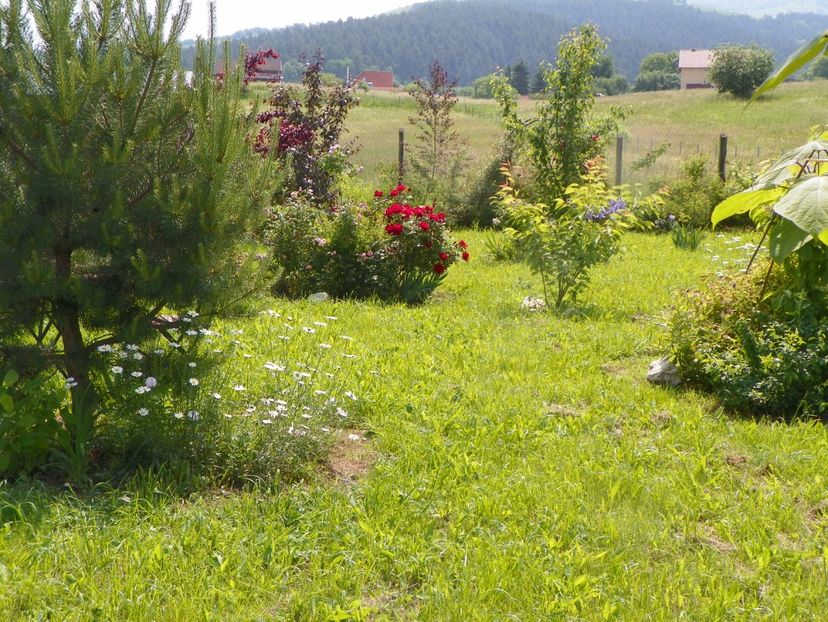 8 iun (520) - Dobarland 2019 2