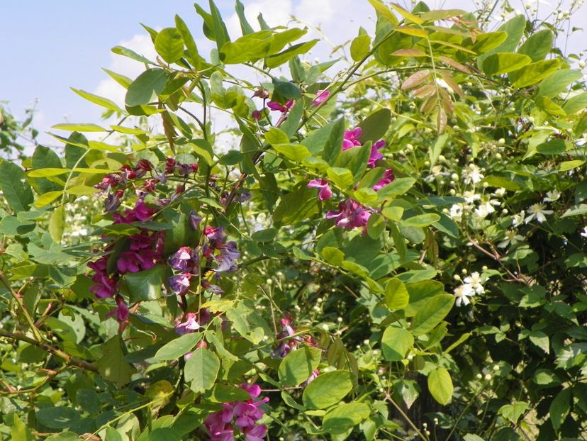 robinia Casque Rouge - Dobarland 2019 2