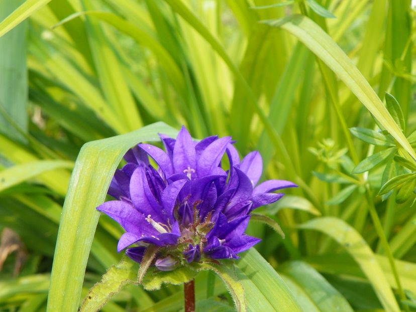 campanula Glomerata - Dobarland 2019 2