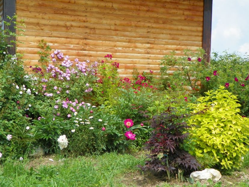 8 iun (565) - Dobarland 2019 2