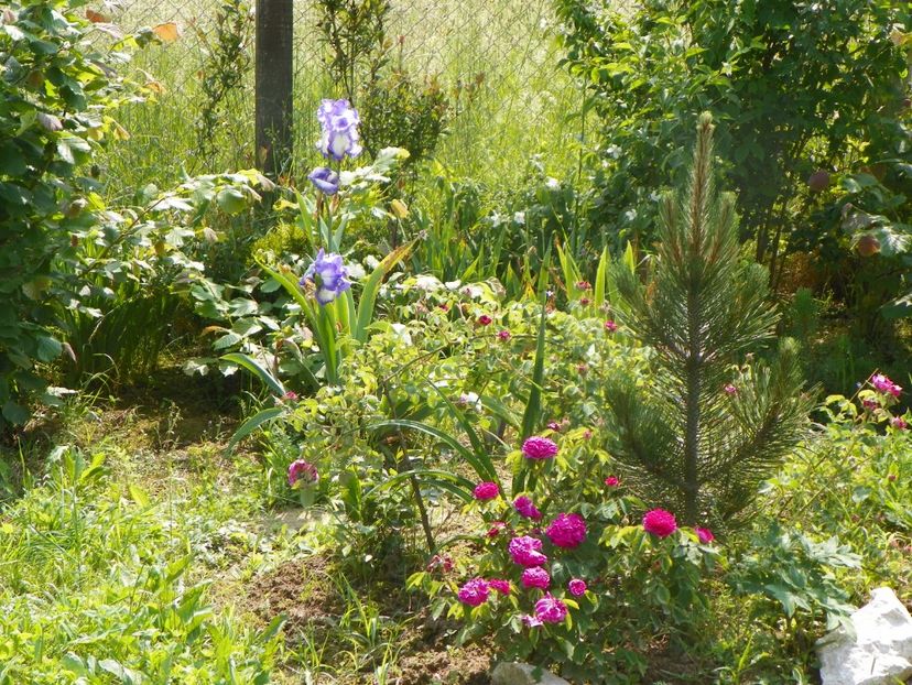 Duc de Cambridge - Dobarland 2019 2