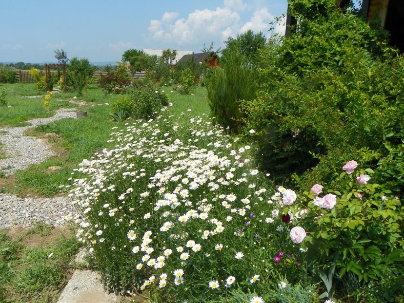 8 iun (579) - Dobarland 2019 2