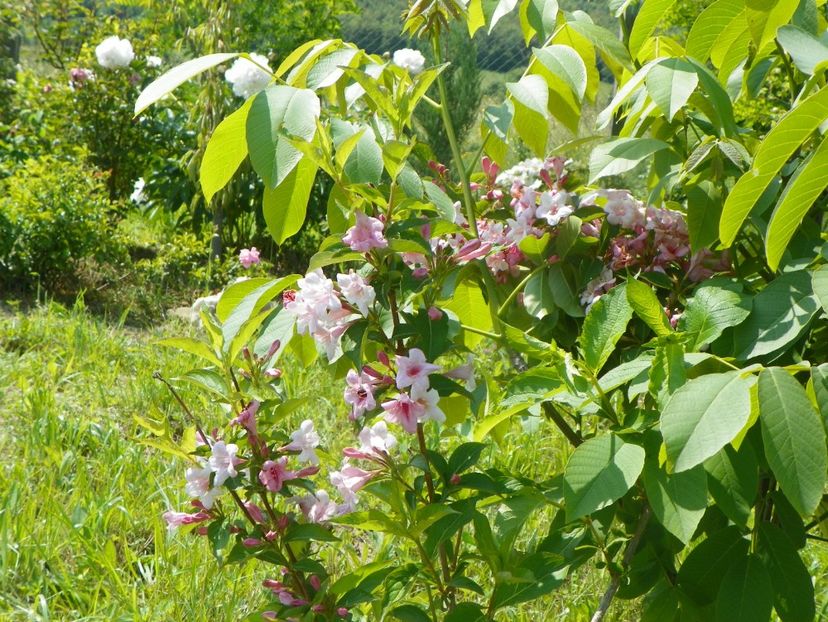 weigela florida - Dobarland 2019 2
