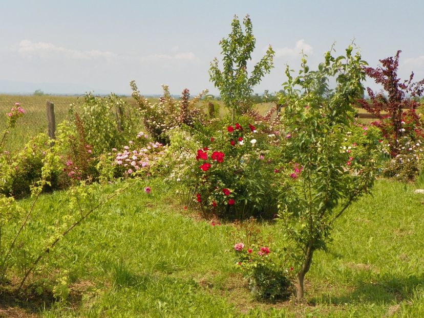 8 iun (590) - Dobarland 2019 2