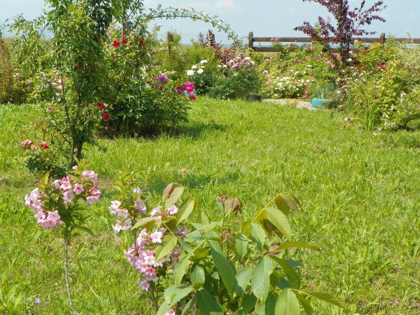 weigela florida - Dobarland 2019 2