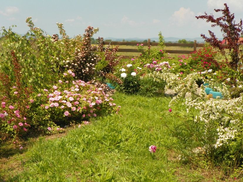 Kathleen Harrop, pyracantha Soleil d'Or - Dobarland 2019 2
