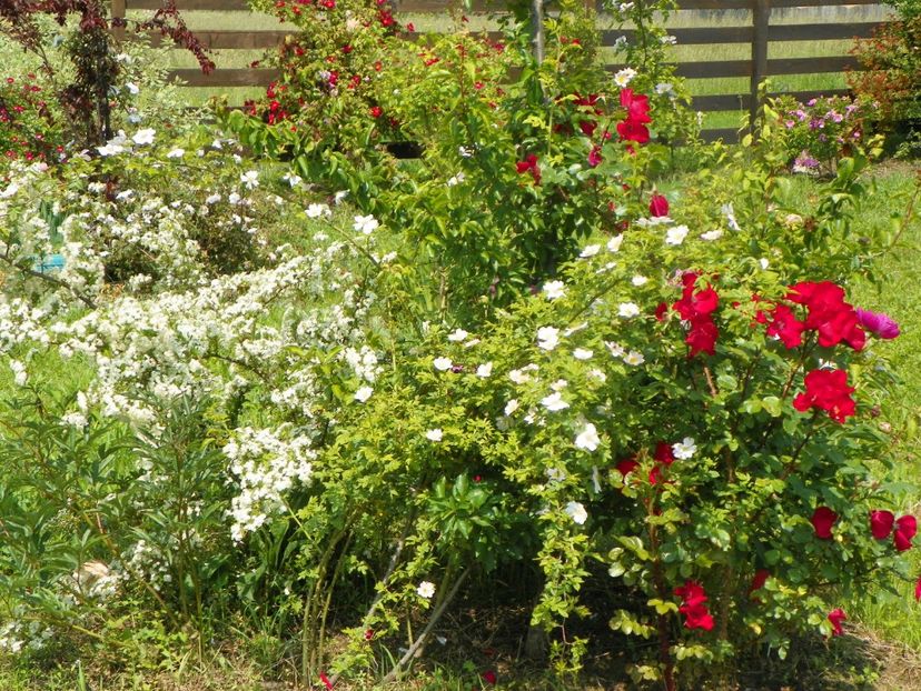 Robusta, rosa canina - Dobarland 2019 2