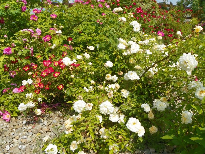 Danae si Star Profusion - Trandafiri 2019 1
