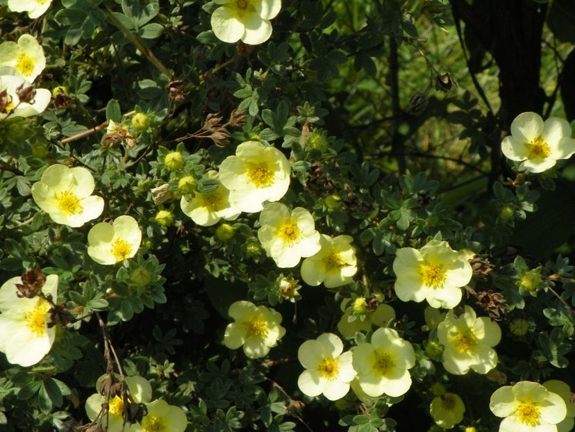 potentilla Primerose Beauty - Dobarland 2019 2