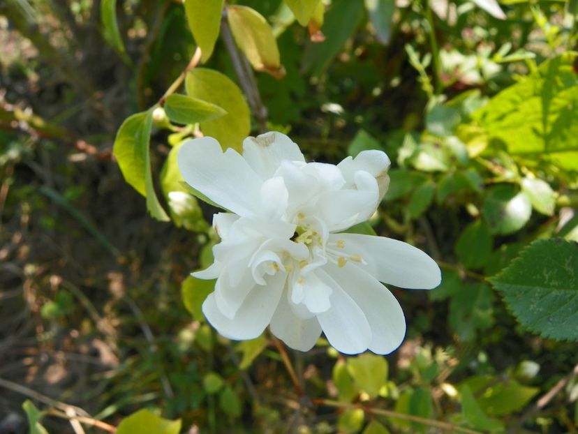 philadelphus Waterton - Dobarland 2019 2