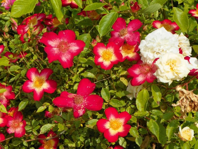 Star Profusion - Trandafiri 2019 1