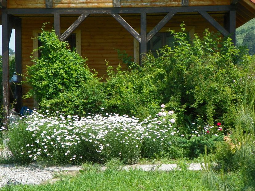 8 iun (603) - Dobarland 2019 2