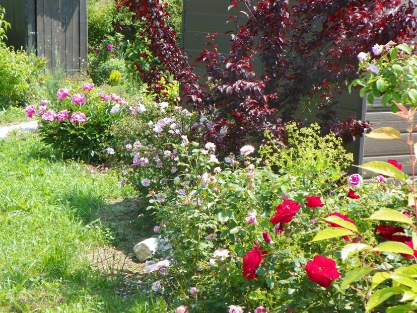 Zeelandia, paeonia Dancing Butterfly - Dobarland 2019 2