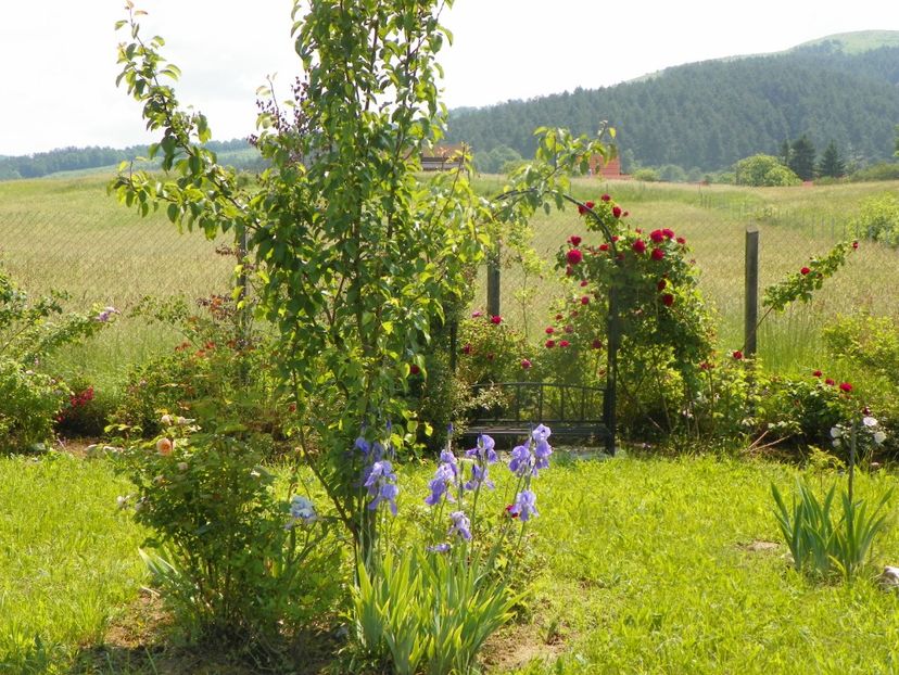 8 iun (605) - Dobarland 2019 2