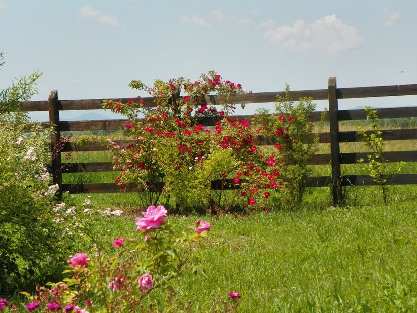 Katy Road Pink, Scharlachglut - Dobarland 2019 2