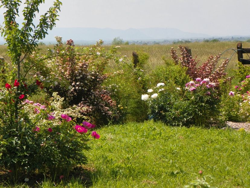 paeonia Largo, Sorbet, Mother's Choice - Dobarland 2019 2