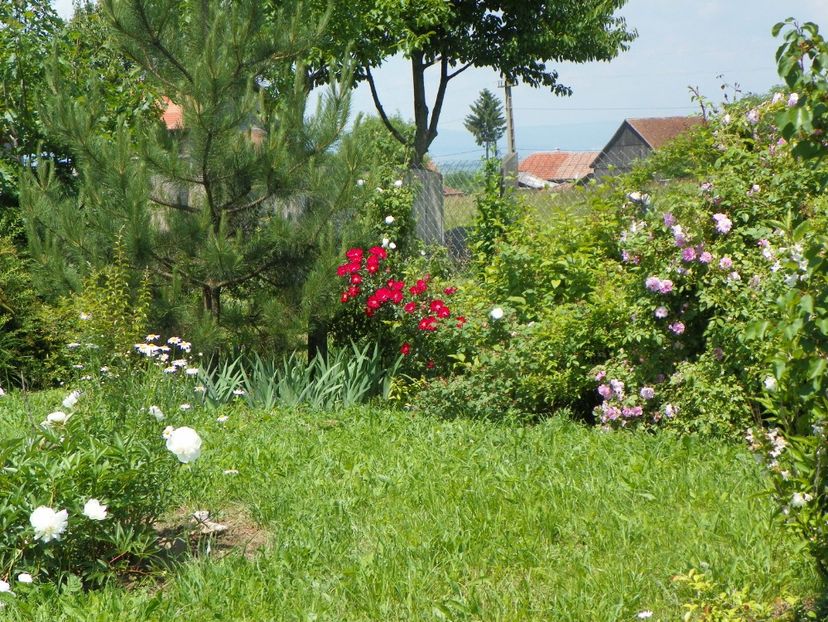 paeonia Primevere, Dortmund - Dobarland 2019 2