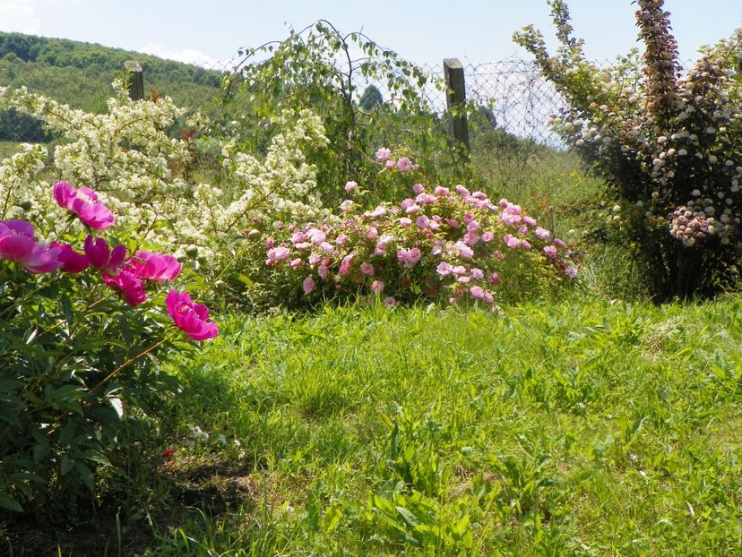 paeonia Largo, pyracantha Soleil d'Or, Kathleen Harrop - Dobarland 2019 2