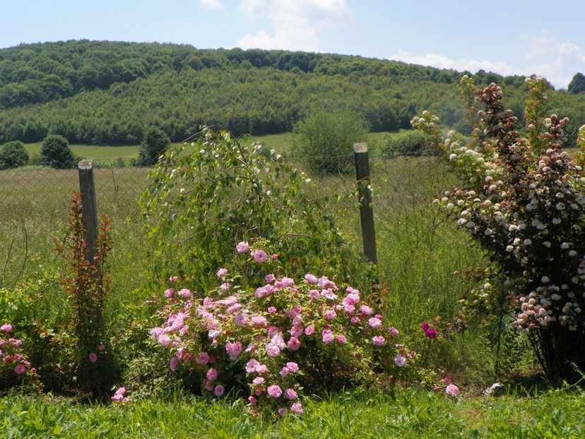 Kathleen Harrop - Dobarland 2019 2