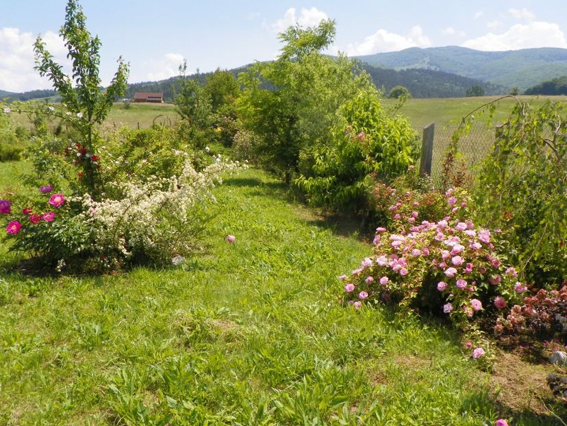 8 iun (635) - Dobarland 2019 2