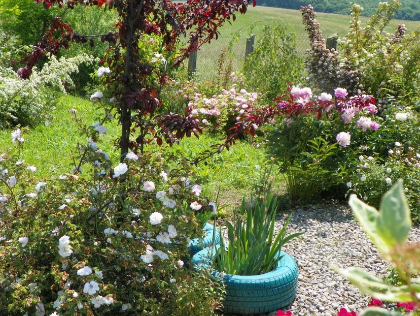 8 iun (637) - Dobarland 2019 2