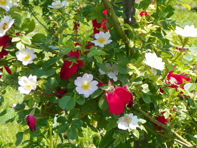 Robusta, rosa canina - Dobarland 2019 2